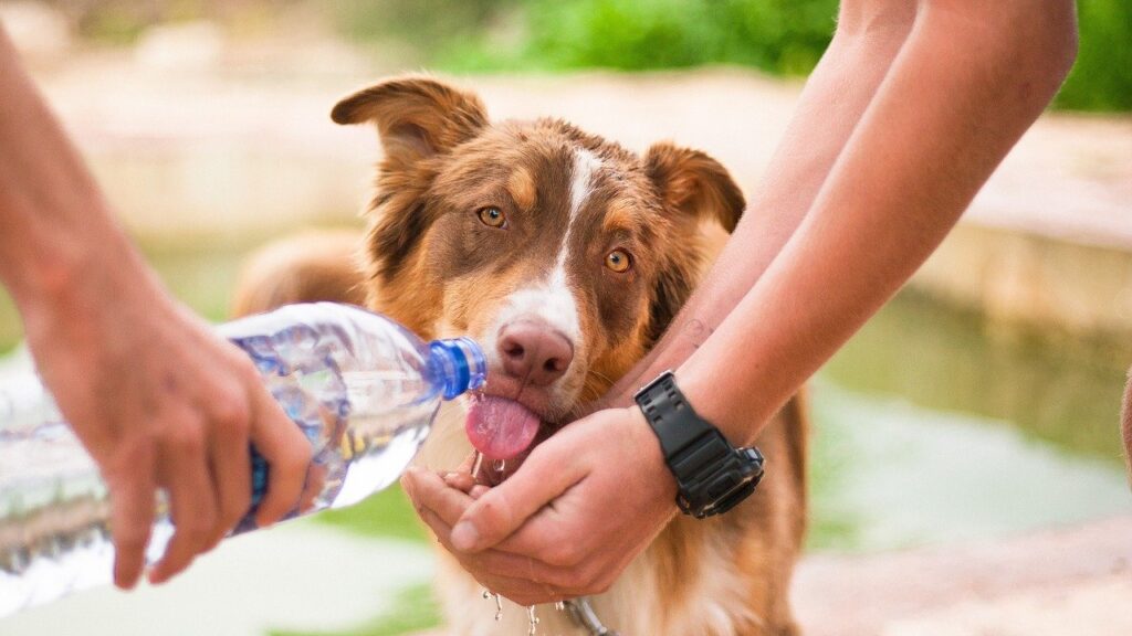 dog, helping dog, thirsty dog